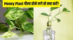 Money Plant पीला होने लगे तो क्या करें? इन आसान ट्रिक्स से कुछ ही दिनों में हरा-भरा हो जाएगा पौधा
