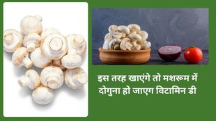 mushroom for improve vitamin D, HOW TO IMPROVE VITAMIN D deficiancy in body,Is mushroom good for vitamin D,How to raise vitamin D quickly,What organ is mushroom good for, How to identify poisonous mushroom,
