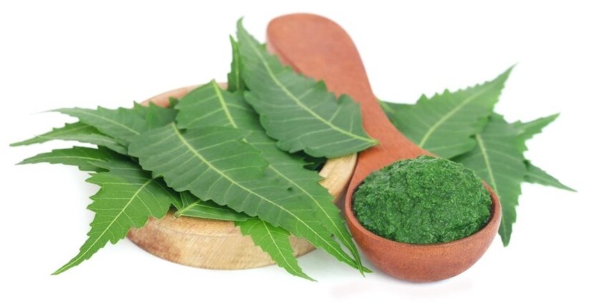 neem leaves benefits