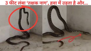 ornate flying snake, Jharkhand, Viral
