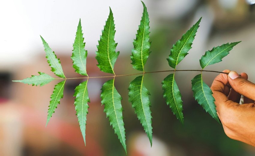 Grow your Hair Longer and Thicker with Neem
