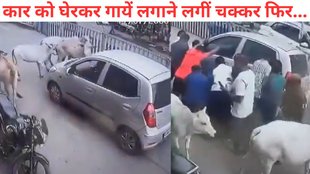 Chhattisgarh Car hits a calf, Chhattisgarh cows run video viral