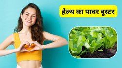 सेहत का पावर बूस्टर है ये साग, जानिए सर्दियों में शरीर के लिए कितनी काम आती है ये सब्जी?