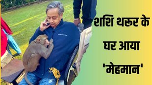 shashi tharoor | monkey| congress