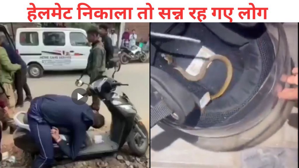 Venomous Baby Cobra In Helmet, Venomous Baby Cobra Hides Inside Helmet