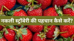 कहीं आप भी तो नहीं खा रहे नकली स्ट्रॉबेरी? ऐसे करें असली Strawberry की पहचान