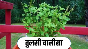 Tulsi Chalisa Lyrics In Hindi, chant tulsi chalisa lyrics in hindi