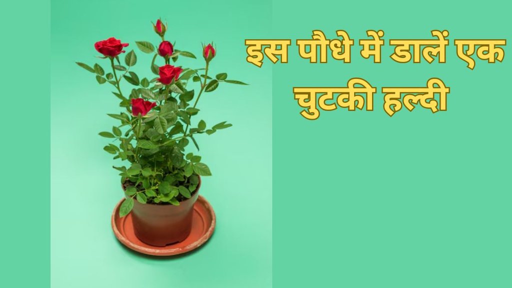 how to use turmeric powder as fertilizer