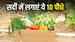 winter vegetables । kitchen garden । winter vegetables for garden