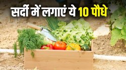 Kitchen Garden: सर्दी में अपने किचन की गार्डन में उगाएं ये 10 सब्जियां, अच्छी ग्रोथ के साथ नहीं लगेगी कोई मेहनत
