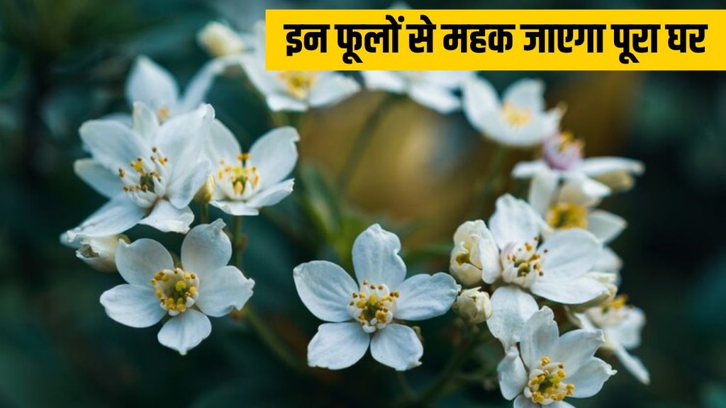 Orange jessamine । Orange jessamine Flower । madhukamini । madhukamini Flower । madhukamini Flower tips