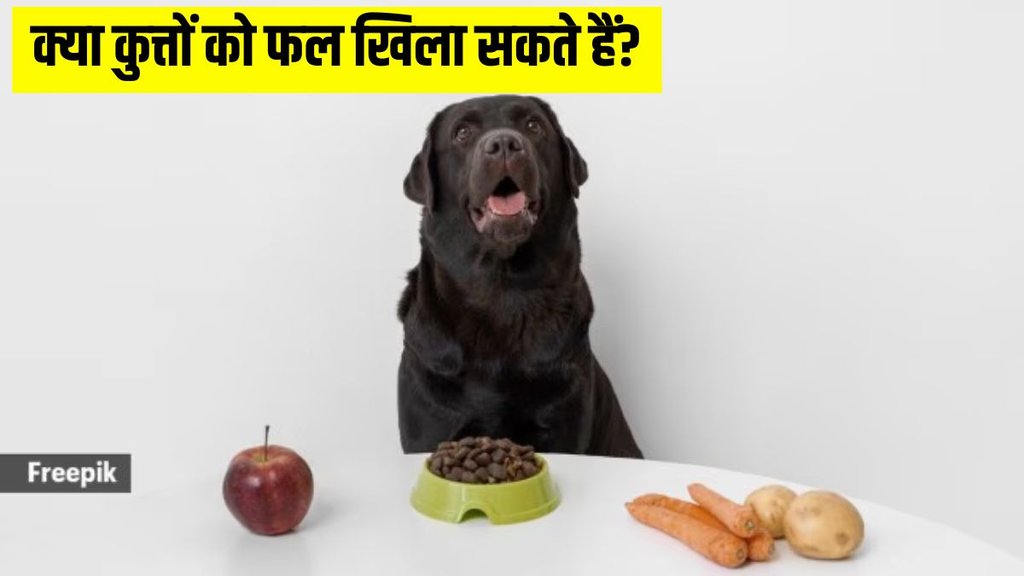 Is it okay to feed your dog fruits । Dog Health । Dog Food