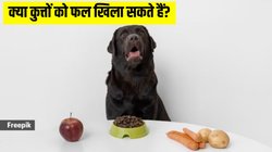 क्या कुत्तों को फल खिला सकते हैं? एक्सपर्ट से जानें पेट्स को पोषण देने के लिए क्या करें