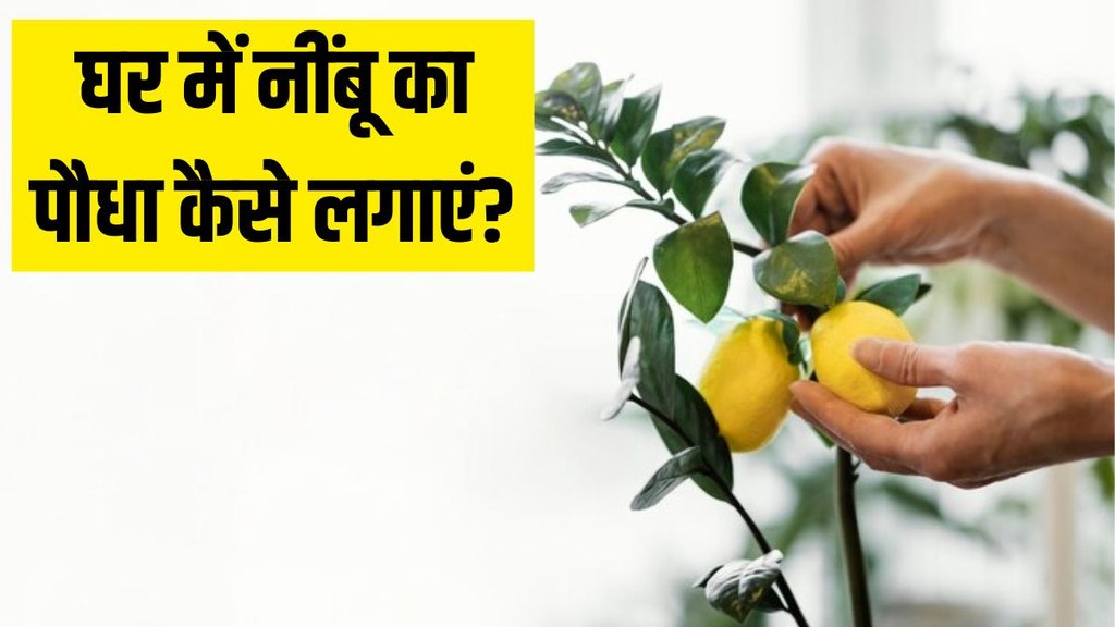 lemon plant । How to grow lemon plant । how to make fertilizer at home lemon plant । How to grow lemon plant । how to make fertilizer at home