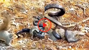 Snake Squirrel Fight Video| Snake| Squirrel