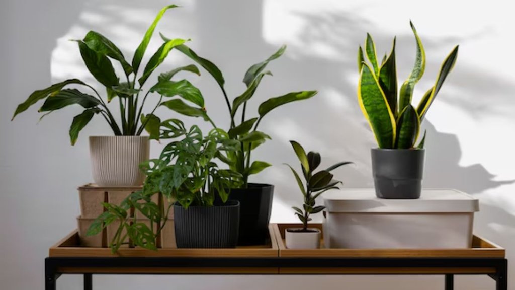 Air Purifying Plants। Plants for Air Purifying