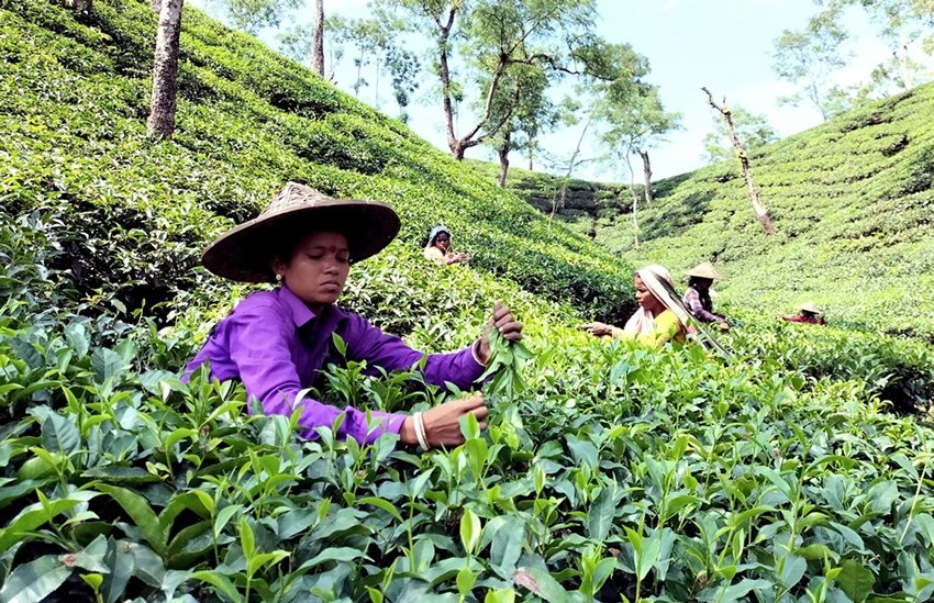 Assam tea plantations famous destinations
