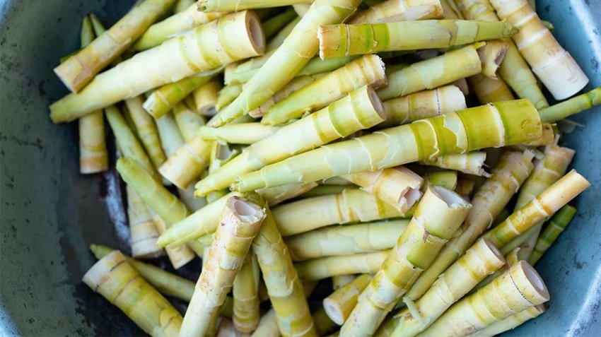 Bamboo shoots calories and protein
