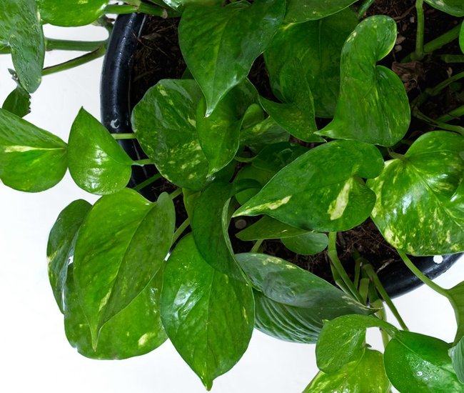 Benefits of green money plant