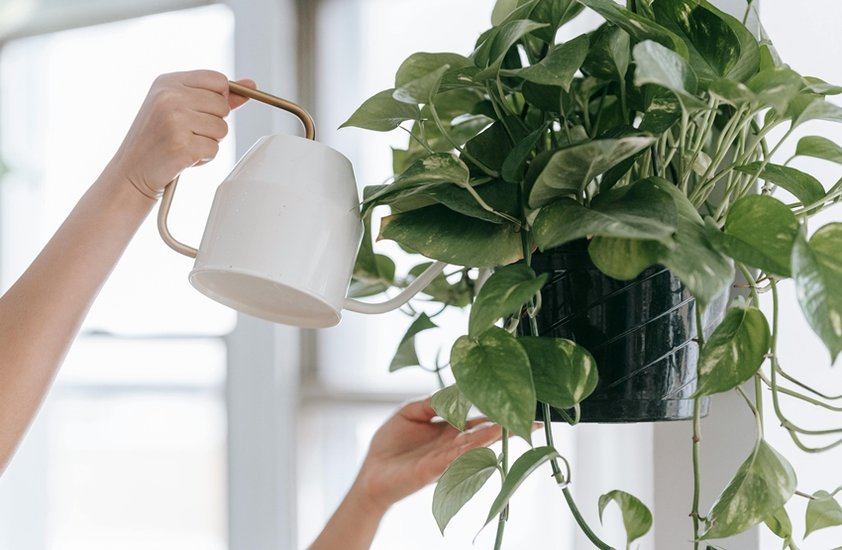 Best money plant for wealth