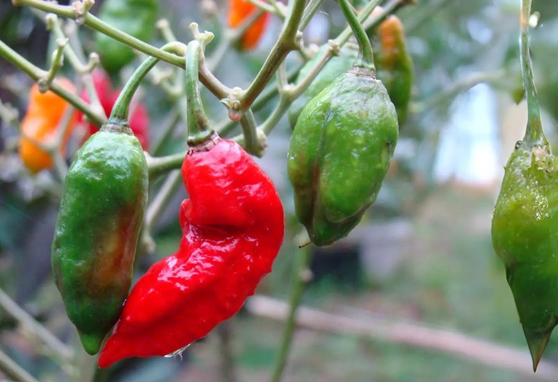 Bhut Jolokia for fat burning