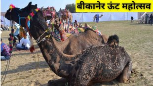 Camel Festival 2025 । Bikaner International Camel Festival । International Camel Festival