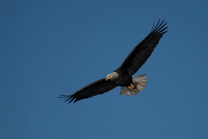 Black Eagles