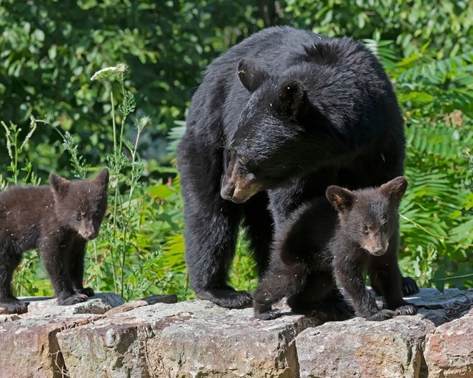Black bear parenting