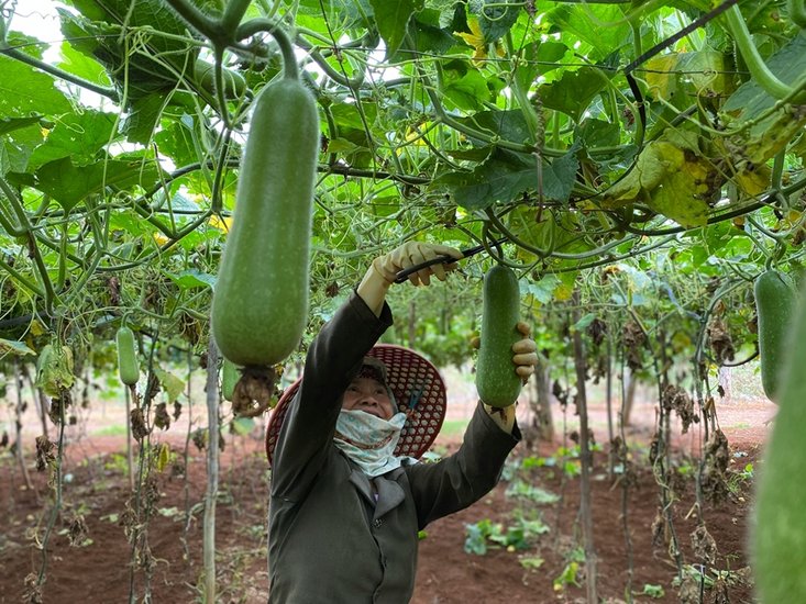 Bottle gourd leaves nutrition
