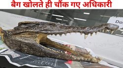 दिल्ली एयरपोर्ट पर यात्री को अधिकारी ने रोका, बैग किया चेक तो निकली मगरमच्छ की ऐसी खोपड़ी, फटी रह गईं आंखें