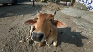 Cow Slaughter, karnataka news, karnataka govt