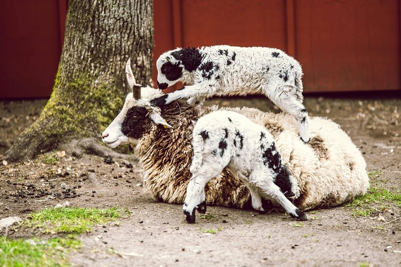 Cruel animal parenting