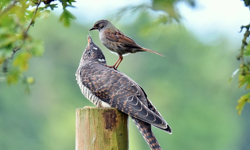 Cuckoo mother