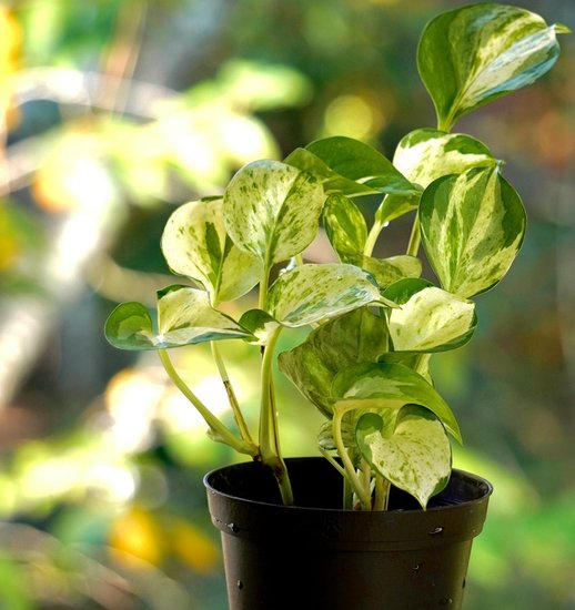 Dark green money plant for wealth