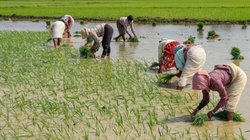 PM Kisan Samman Nidhi Yojana: किसान ये काम जरूर करवा लें, वरना खाते में नहीं आएगा पैसा