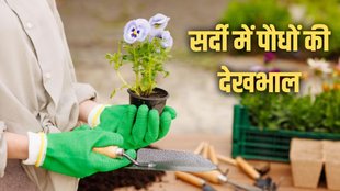 Gardening Tips in Hindi। Gardening Tips । winter Gardening Tips