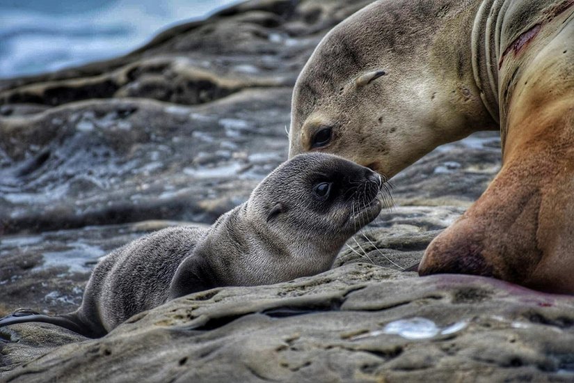 Harp Seals