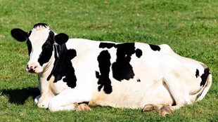 Holstein Friesian। milk। milk benefits
