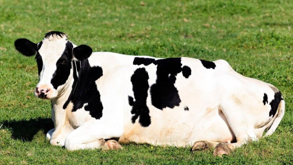 Holstein Friesian। milk। milk benefits