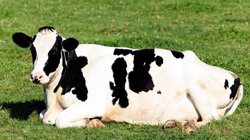 अमीर लोग भी पीते हैं इस नस्ल की गाय का दूध, विदेशों में भी है भारी मांग; नाम जान आप भी कहेंगे…