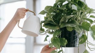 Houseplants for financial luck