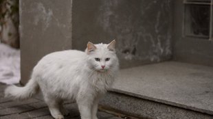 West Bengal, Missing cat| Fruit Seller missing cat