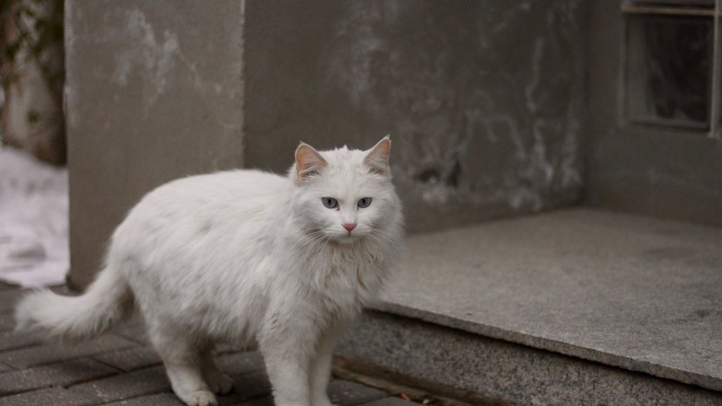 West Bengal, Missing cat| Fruit Seller missing cat