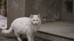 पेट लवर हो तो ऐसा! खोई हुई बिल्ली को ढूंढने के लिए शख्स ने छेड़ दी मुहिम, 10 हजार के इनाम की भी घोषणा की