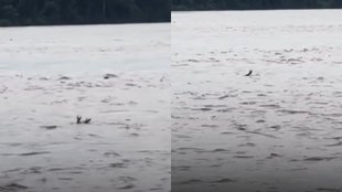 Crocodiles drowning video , actor crocodiles , Indonesian crocodiles hunting weird method