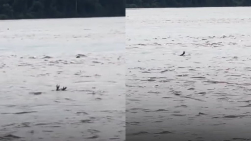 Crocodiles drowning video , actor crocodiles , Indonesian crocodiles hunting weird method