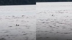 पानी से मदद के लिए बाहर निकलते दो हाथ देख मत जाना पास, नहीं तो…, गहरे राज जानकर दंग हुए लोग