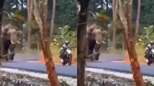 Wayanad| Wayanad Elephant| Elephant attack