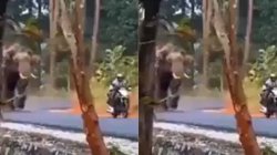 पत्नी-बच्चों संग बाइक से जा रहा था शख्स, देखते ही दौड़ पड़ा गुस्साया हाथी, बाल-बाल बची जान, धड़कने बढ़ा देगा Viral Video