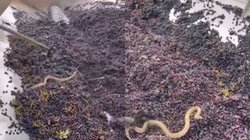 बड़े मजे से पीते हैं डिब्बाबंद जूस? फैक्ट्री में इनकी मेकिंग का VIRAL VIDEO देख पैरों तले खिसक जाएगी जमीन